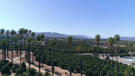 Beautiful-Riverside,-California.-Orange-Groves-and-palm-trees