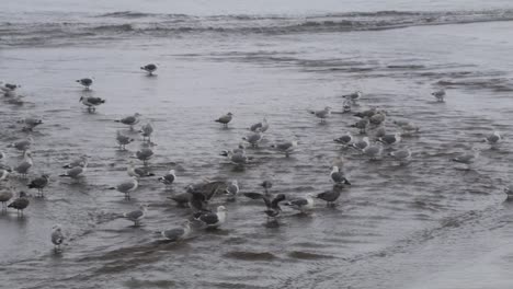 A-group-of-Western-Seagulls-bathing-in-a-shallow-stream-that-empties-into-the-ocean