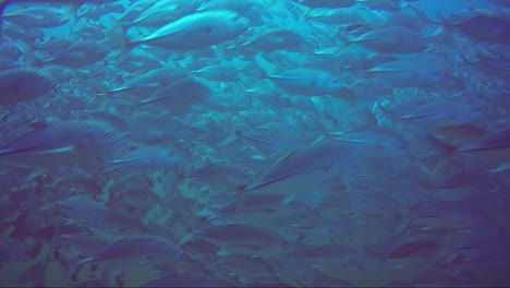 Schwimmen-Durch-Einen-Riesigen-Schwarm-Makrelen-Mit-Blauem-Wasser-über-Einem-Grünen-Nebel-Darunter