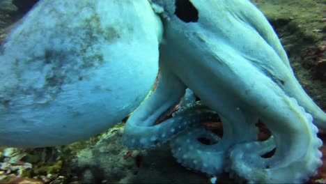 Octopus-ändert-In-Zeitlupe-Die-Farbe-Und-Startet-In-Richtung-Kamera