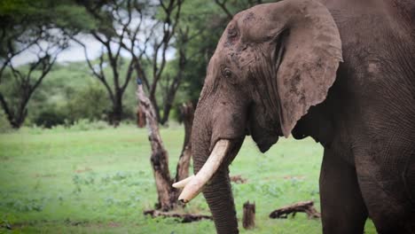 Afrikanischer-Elefant,-Der-Gras-In-Zeitlupe-Isst,-Simbabwe,-Afrika