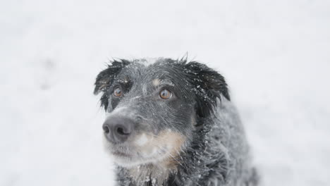 Close-Up-of-Adorable-Herding-Dog-Sitting-in-Snow