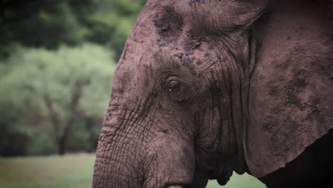 Afrikanischer-Elefant,-Der-Gras-In-Zeitlupe-Isst,-Nahaufnahme,-Simbabwe,-Afrika