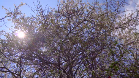 Frühlingsbaum-Ganz-In-Weiß-Blühenden-Farben-Bedeckt