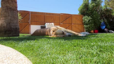 Dog-Resting-on-Grass-2