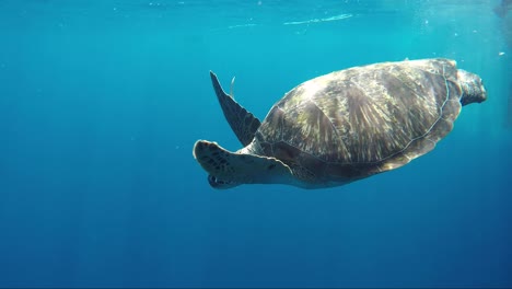 Schildkröte-Frisst-An-Der-Oberfläche,-Duckt-Sich-Dann-Und-Schwimmt-Davon