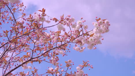 A-flowering-tree-branch-swaying-in-a-strong-wind