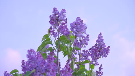 Shrub-with-blooming-lilac-against-a-background-of-blue-sky