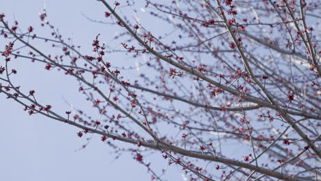 Ramas-De-árboles-Con-Capullos-Rojos-En-Primavera-Panorámica-Lenta