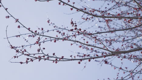 Ramas-De-árboles-Con-Capullos-Rojos-En-Primavera-Moviéndose-Lentamente-En-El-Viento