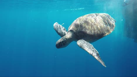 Schildkrötenkopf-Gesenkt-Und-Schwimmt-In-Zeitlupe-Davon-50
