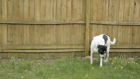 Großer-Weißer-Und-Schwarzer-Hund,-Der-Vor-Holzzaun-Schnüffelt