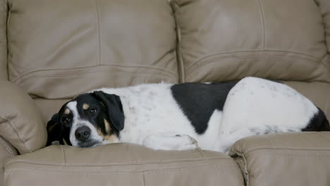 Large-Dog-Laying-on-Leather-Couch-Falling-Asleep