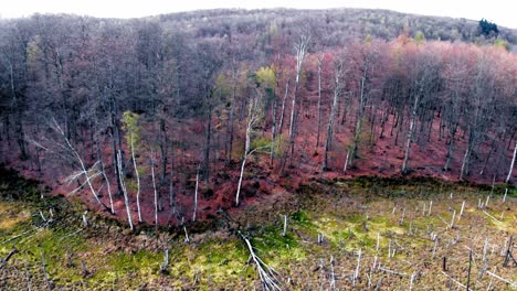 Amber-Mountain-Sanctuary--in-Lublewo-Gdańskie,-Poland