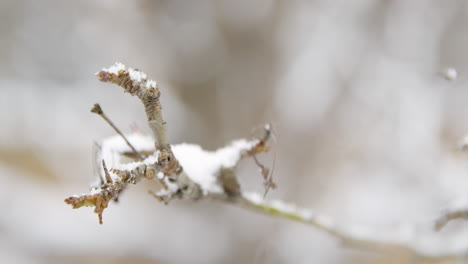Tree-Branch-in-Snow---Slow-Motion