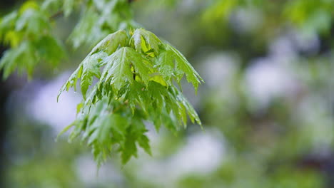 Steady-Rain-Falling-on-Tree-Branches-with-Leaves---Real-Time