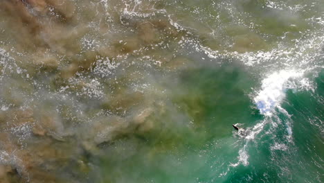 Surfing-sea-lion-with-human-surfer-in-Pacific-Ocean-waves-at-Huntington-Beach,-California-from-4k-aerial-drone