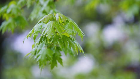 Steady-Rain-Falling-on-Tree-Branches-with-Leaves---Slow-Motion