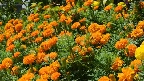 Varias-Especies-Y-Coloridas-Flores-De-Crisantemo-Plantadas-Y-Creciendo-En-El-Jardín
