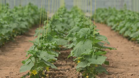 Growing-vegetables-in-green-houses-and-drip-irrigation