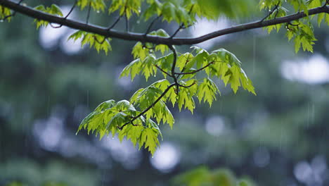 Ständiger-Regen-Fällt-Auf-Äste-Mit-Blättern---Zeitlupe