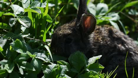 A-cute-little-bunny-eating-grass-and-leaves-on-a-sunny-day