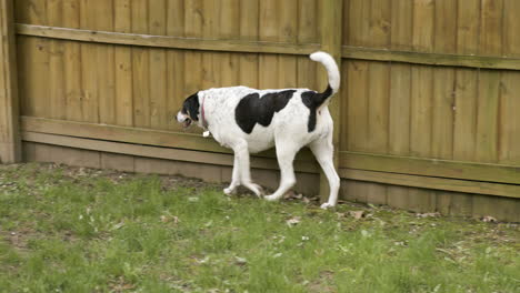 Großer-Weißer-Und-Schwarzer-Hund,-Der-Am-Holzzaun-Entlang-Geht