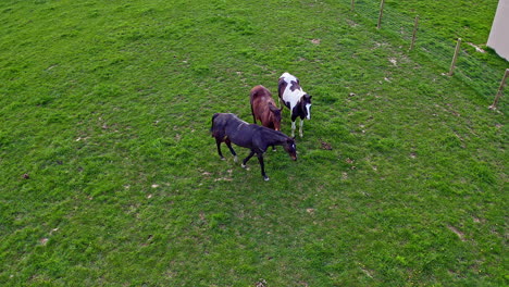 Luftbild-Von-Pferden-Im-Feld