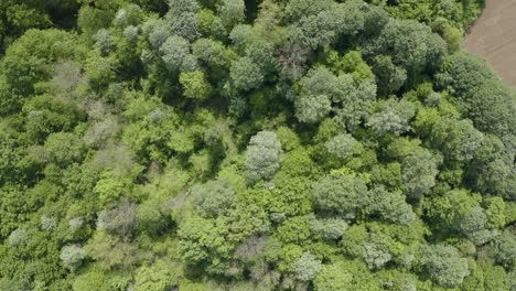 Naturaleza-No-Contaminada,-Bosque-Verde-Y-Una-Impresionante-Vista-De-Pájaro-De-Bosnia-Y-Herzegovina