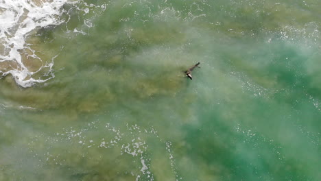 Great-shot-of-sea-lion-surfing-with-humans-at-Huntington-Beach-California-in-Pacific-Ocean-waves---dives-to-avoid-surfer,-from-4k-aerial-drone