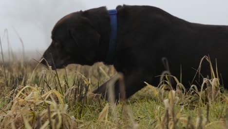 Brown-Chocolate-Labrador,-Der-An-Einem-Nebligen-Morgen-Im-Frühen-Frühling-Im-Gras-Rollt