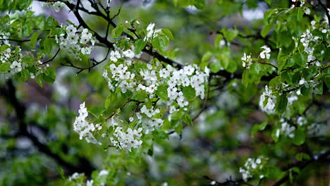 Steady-Rain-Falling-on-Flowered-Tree-Branches-with-Leaves---Slow-Motion