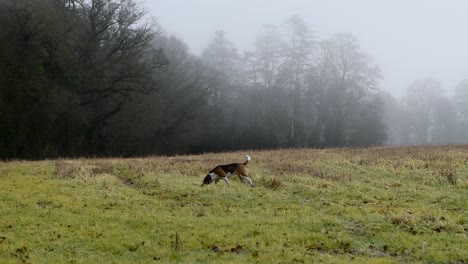 Beagle-dog-on-the-hunt-for-pheasants-in-the-fields-on-a-foggy-morning