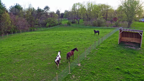 Aerial-View-of-Horses-in-Field