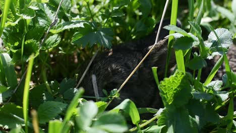 A-cute-little-bunny-hiding-in-the-grass-on-a-sunny-day