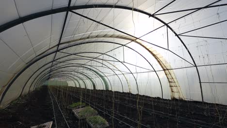 Gemüseanbau-In-Gewächshäusern-Und-Tropfbewässerung