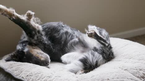 Dog-Laying-Upside-Down-on-Bed-Stretches-and-Wags-Tail