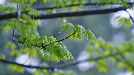 Ständiger-Regen-Fällt-Auf-Äste-Mit-Blättern---Zeitlupe