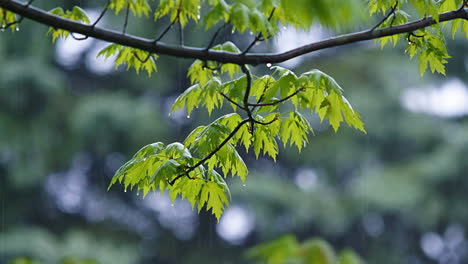Ständiger-Regen-Fällt-Auf-Äste-Mit-Blättern---Echtzeit