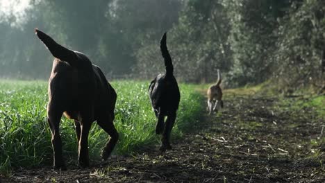 Three-dogs,-a-brown-chocolate-Labrador,-a-black-Labrador-Collie-and-a-beagle-strolling-through-a-grassy-Irish-countryside-field-one-morning-in-the-Spring