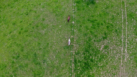 Aerial-View-of-Horses-in-Field