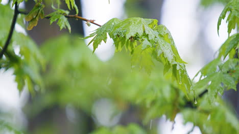 Steady-Rain-Falling-on-Tree-Branches-with-Leaves---Slow-Motion