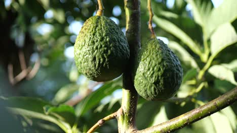 Two-avocados-grow-on-tree-|-agriculture-farming-ranching-growing-food