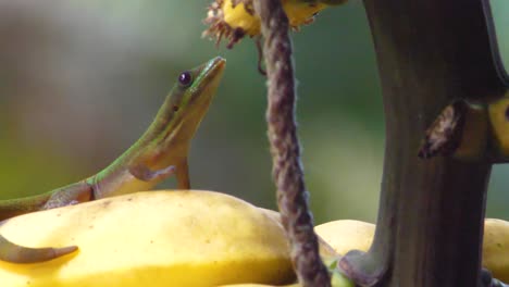 Big-Island-Hawaii-gold-dust-day-gecko-reaches-up-from-quince-fruit-and-eats-food