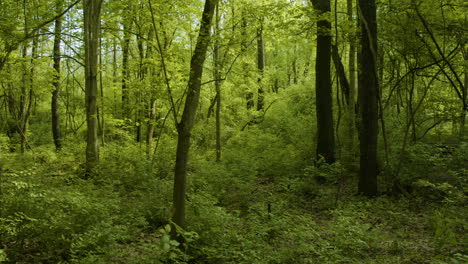 Slow-Pan-of-Beautiful-Green-Forest