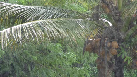Static-shot-of-rain-falling-on-large-palm-leaf-covering-a-bunch-of-coconuts