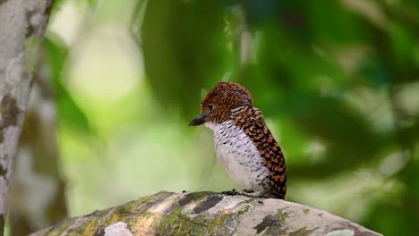 Ein-Baum-Eisvogel-Und-Einer-Der-Schönsten-Vögel-Thailands-In-Den-Tropischen-Regenwäldern