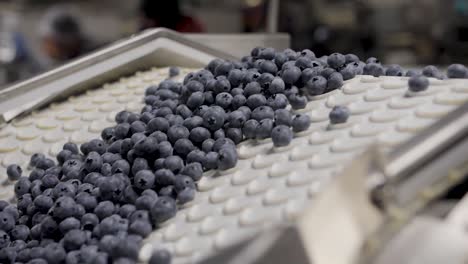 A-Blueberry-Processing-and-packaging-Plant