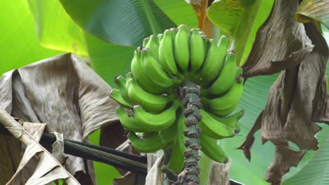 Banana-tree-in-Hawaii-with-unripe-fruit