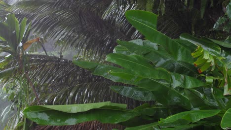 Nahaufnahme-Auf-Großen-Bananenblättern,-Die-In-Einem-Sturm-Auf-Der-Großen-Insel-Hawaii-Geregnet-Werden